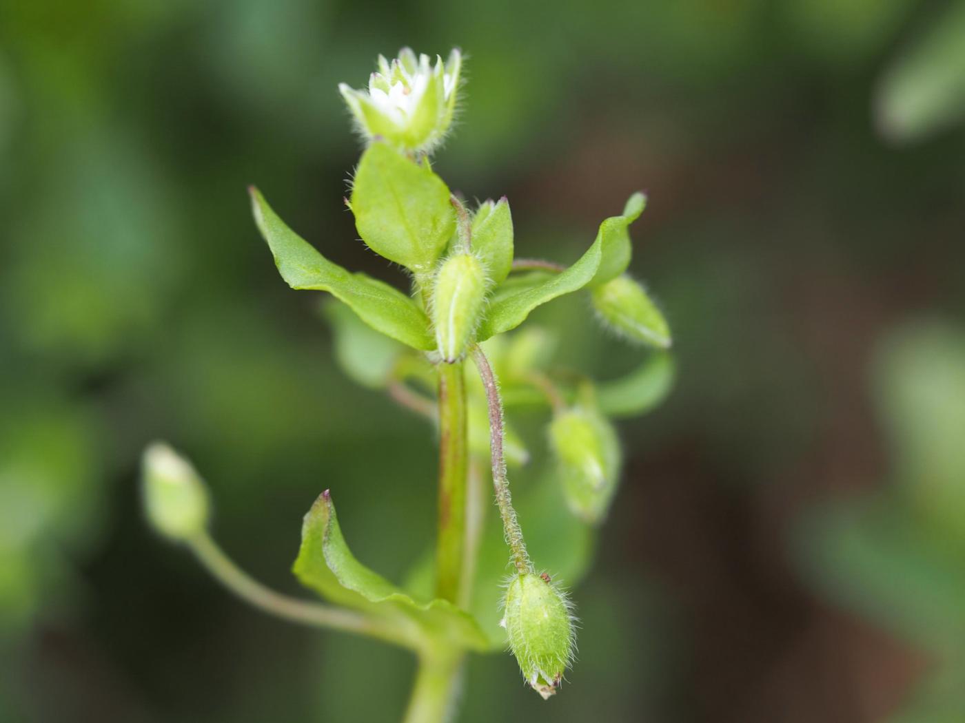 Mouse-ear, Little plant
